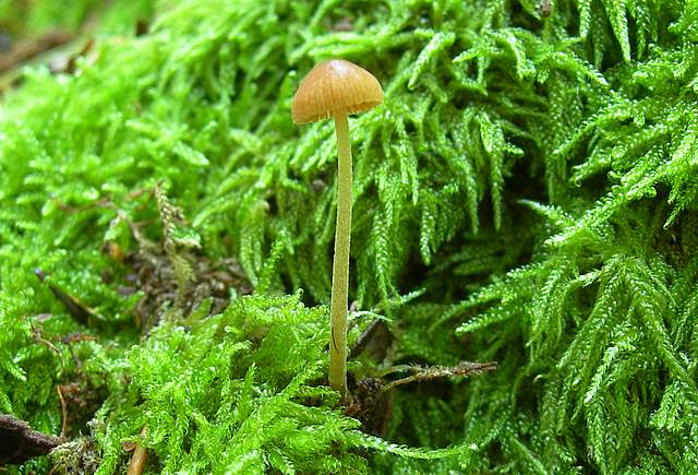 La Flora fungina negli aspetti microclimatici subtropicali